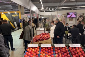 Grupy AJAPPLE