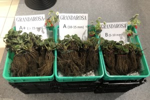 Gospodarstwo AGRO-TRUS