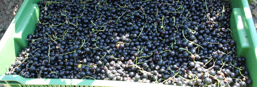 Krzewy - Porzeczki - 3 tydzień 2022 roku