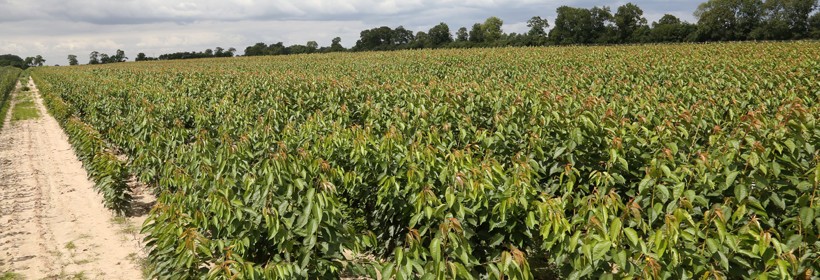 Drzewka - Czereśnie - 8 tydzień 2022 r.