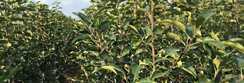 Drzewka - Jabłonie - 8 tydzień 2022 r.