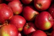 Rewena – odmiana jabłoni do sadów przemysłowych 