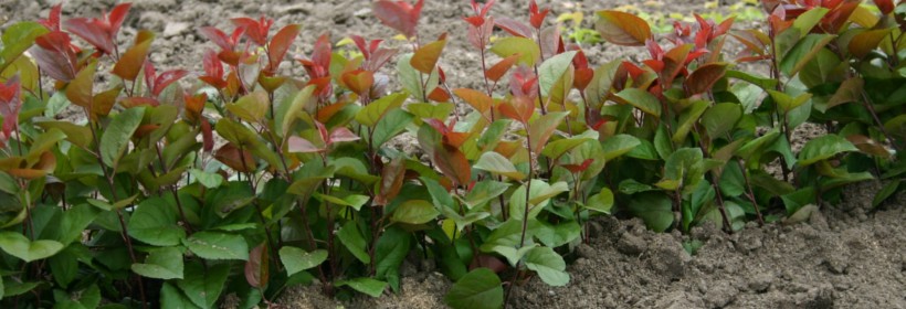 Podkładki dla jabłoni - 12 tydzień 2022 r.