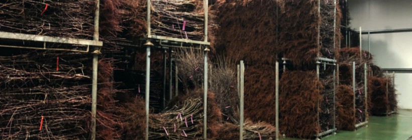 Drzewka - Jabłonie - 12 tydzień 2022 r.