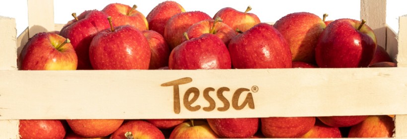 Tessa® - słodkie i chrypiące jabłko 