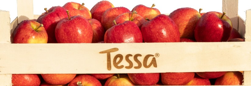 Tessa&reg; - słodkie i chrypiące jabłko 