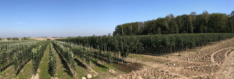 Zdrowy materiał szk&oacute;łkarski warunkiem opłacalność produkcji sadowniczej