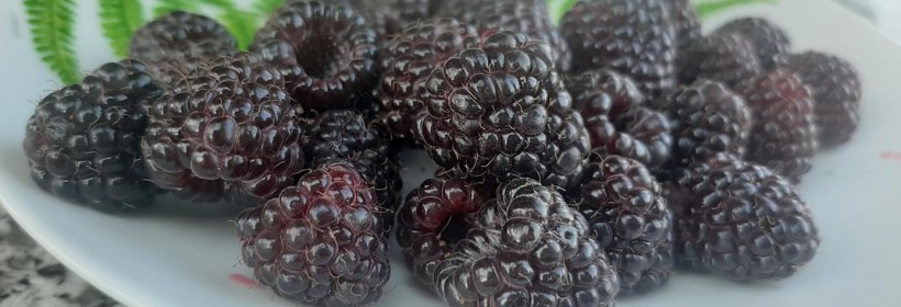 Heban – malina o czarnych owocach 