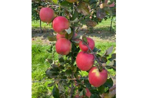  BigBos - odmiana jabłoni 