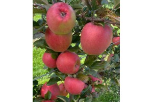  BigBos - odmiana jabłoni 