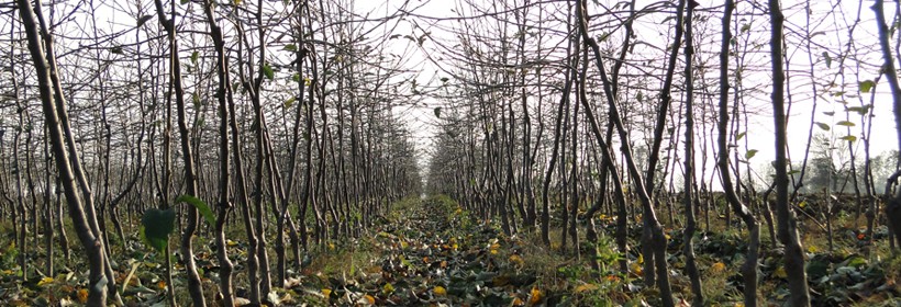 Najlepsze ukraińskie szkółki drzewek owocowych zniszczone ! 
