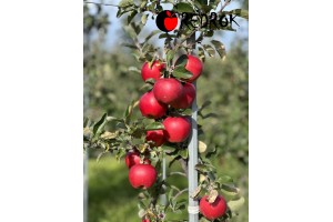  Red Rok - odmiana jabłoni 