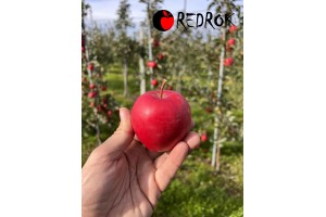  Red Rok - odmiana jabłoni 