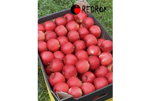  Red Rok - odmiana jabłoni 