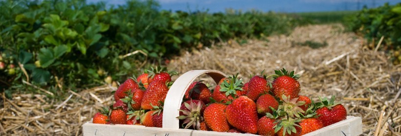Fibion – nowa odmiana truskawki o smacznych owocach 
