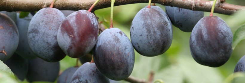 Jovita – nowa odmiana śliwy o dużych i smacznych owocach 