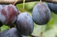 Jovita – nowa odmiana śliwy o dużych i smacznych owocach 
