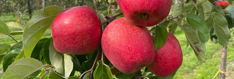 Patitta – nowa odmiana jabłoni 