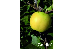  Goldin - odmiana jabłoni 