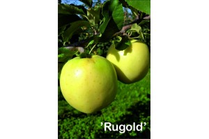  Rugold - odmiana jabłoni