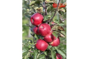  Tabum &ndash; odmiana jabłoni 