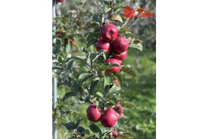  Tabum &ndash; odmiana jabłoni 