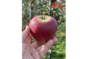  Tabum &ndash; odmiana jabłoni 