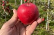 RedRok &ndash; nowa odmiana jabłoni 