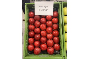  Gala BIJAK (B120714) &ndash; odmiana jabłoni 