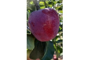  Almino - siewka odmiany Paulared 