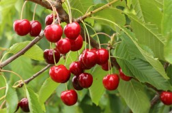 Odmiana czereśni - Techlovan