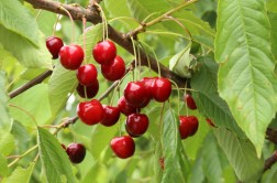 Odmiana czereśni - Techlovan