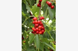 Odmiana czereśni - Techlovan