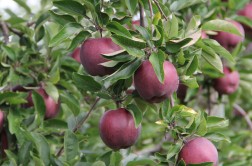 Odmiana jabłoni - Jeromine
