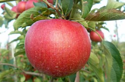 Odmiana jabłoni - FujiIP