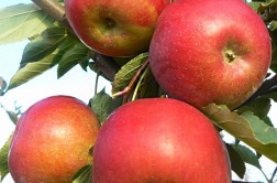 Odmiana jabłoni - FujiIP