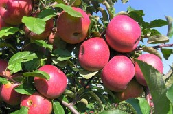 Odmiana jabłoni - FujiIP