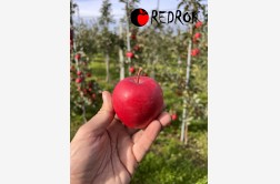RedRok - odmiana jabłoni 