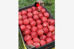 RedRok - odmiana jabłoni 