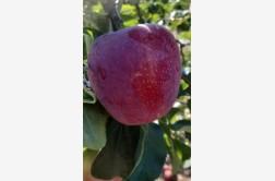 Almino - odmiana jabłoni