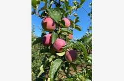 Almino - odmiana jabłoni