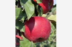 Elstar P.C.P - odmiana jabłoni 