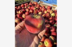 Elstar P.C.P - odmiana jabłoni 